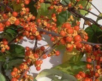 Real Bittersweet Nice bunches for sale Order Now