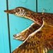 Flying Common Teal Duck - copper waterfowl sculpture by Mark - with glass eye and blue-green and olive-gold patinas - repurposed - OOAK