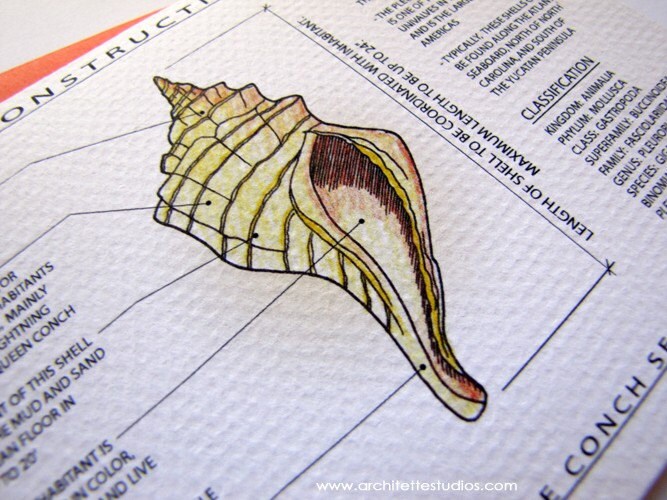 Project Horse Conch Shell Architecture by ArchitetteStudios