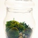 Moss and Lichen Tiny Terrarium