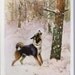 Russian vintage postcard, dog barking up a pine tree