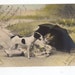 Little Girl plays with Jack Russell Terrier Dog Nice Vintage Postcard