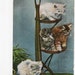 We are comfortable here Vintage Cat Postcard