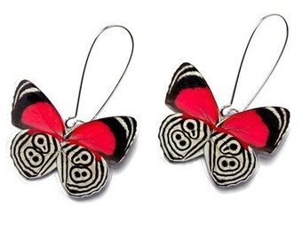 Real Butterfly Wing Earrings (Whole Diaethria Clymena aka The 88 Butterfly - WE001)