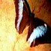 Jennifer Flaten