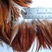 VOGUE COQUE SCHLAPPEN / Red Schlappen Natural /232