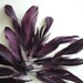 VOGUE GOOSE NAGOIRE Loose Feathers , Dark Plum, Eggplant / 2623