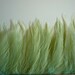 COQUE HACKLE, Pale Sage, Fern Green, / 657
