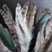 COQUE Feathers Loose , Grizzly Chinchilla Striped Natural / 914