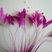 STRIPPED COQUE FEATHER / Begonia,True Fuchsia / 1142