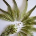 LONG FEATHERS / Oliva - Olive, Moss Greens / 708 - 2