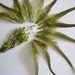 LONG FEATHERS / Oliva - Olive, Moss Greens / 708 - 4