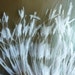 VOGUE OSTRICH Feather Fringe / Burnt Pearl White / 368