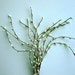 BERRY PICKS 14 Pieces / White w green tips / 621