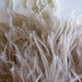 VOGUE OSTRICH Feather Fringe / True Nude / 377