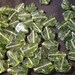 Czech Glass Beads, Pressed, Olivine Ivy Leaf, 16X11mm, 12 pcs.....No. 8000-907