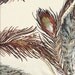 Dear Stella Marea Feathers in Brown and Cream