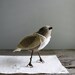small, tame bird