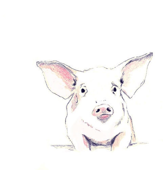 Cool pig drawings - Imagui