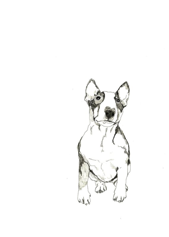 Bull Terrier Print of Original Drawing Dog Art