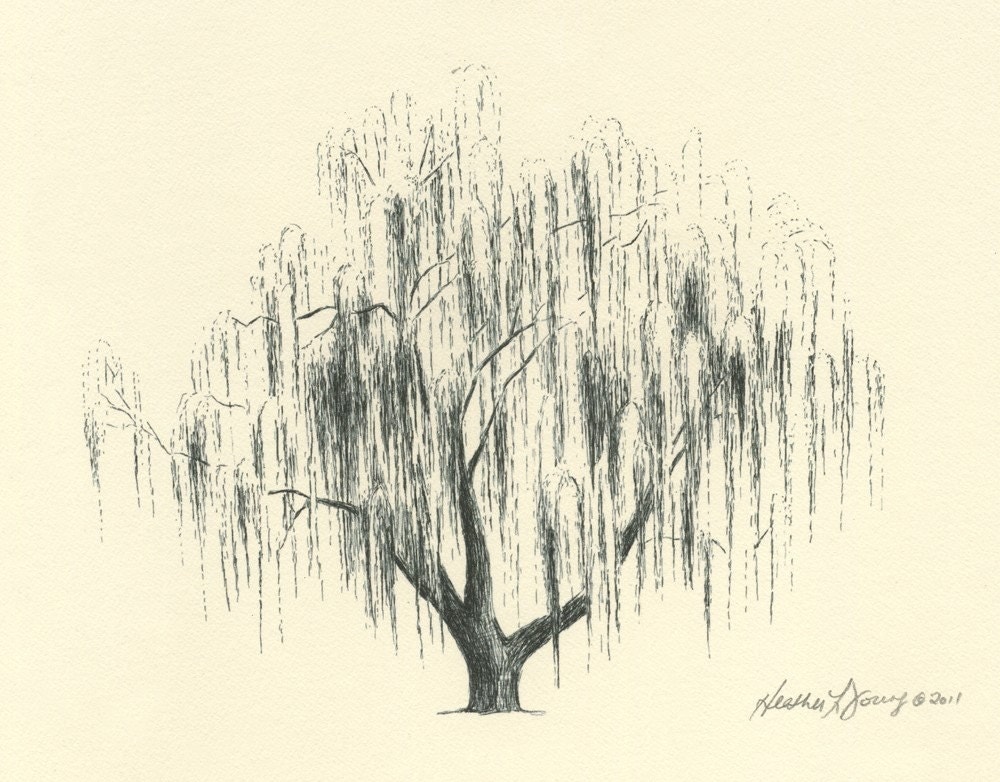 RESERVED FOR AMANDA Weeping Willow Tree Drawing Aurora No 2 in