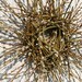 Spring Wreath - Pussy Willow Wreath - Fresh Natural Handwoven - FIRST DAY of SPRING