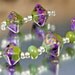 Organic Handmade Lampwork Beads - olive, purple, raku - Mara Simba