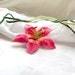 Lily - Eve's tears- hand felted wool flower brooch, hand dyed, pink and green