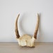 small vintage weathered partial deer skull and antlers--natural history--Fathers Day Gift