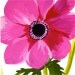 Pink Anenome - Original painting by Gretchen Kelly