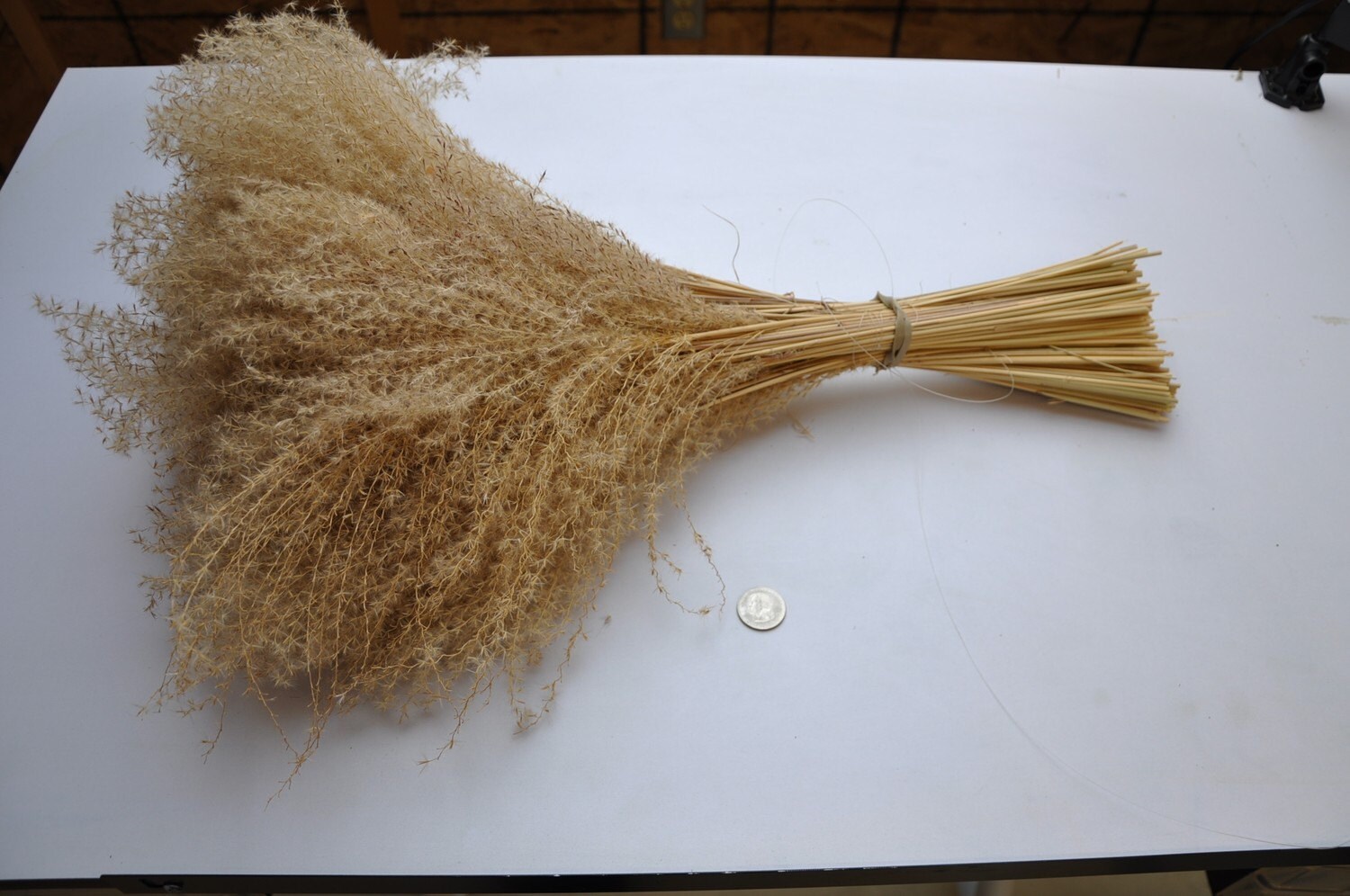 BUNCH Ornamental Grass Beach Sea Grass by seasidecotnaturals