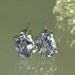 Tanzanite from Tanzania .59 carat t.w. Handset in .925 sterling silver earrings.