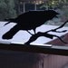 Crow Screaming