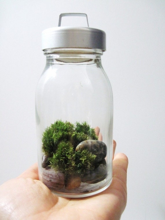 Itty Bitty Spice Jar Terrarium