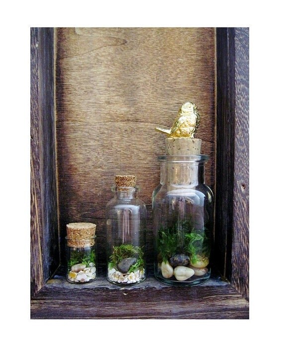 Curio Shelf Terrarium 14 karat Gold Bird Finial by DoodleBirdie