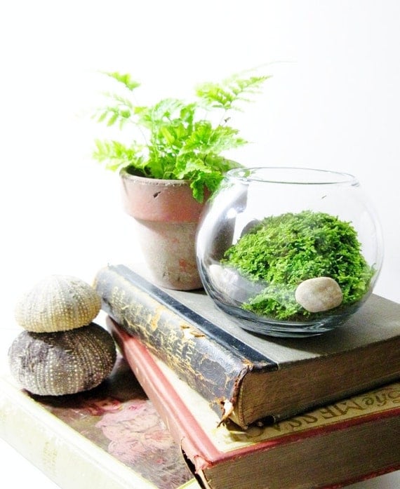 Live Plant  Office  Terrarium Mini  Indoor  Desk  Garden Glass