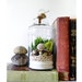 Live Plant Terrarium: Layered Beach Treasures Terrarium with Antique Skeleton Key