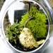 Hanging Terrarium & Air Plant Lichen: Teardrop Orb Ornament with 14k Gold Bird Figurine