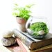 Live Plant Office Terrarium: Mini Indoor Desk Garden - Glass Bowl & Live Moss - Easy Starter Terrarium