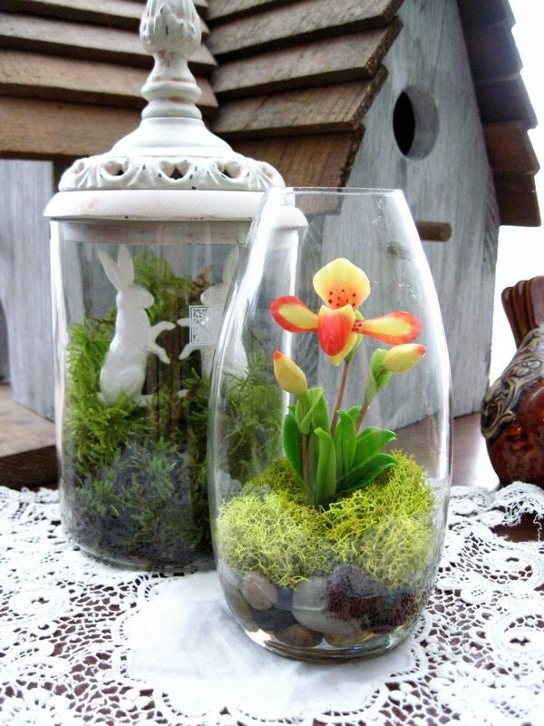 Woodland Orchid Terrarium