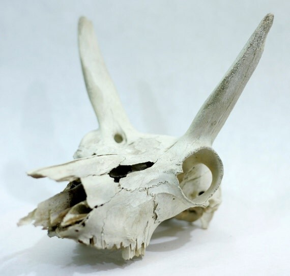 Rustic Real Animal Skull