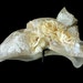 Kentucky Derby Hat, Summer Hat, Race Day Hat, Sinamay Straw Hat for Church, High Tea, a Garden Party and Weddings - "ROYAL HEIRLOOM"