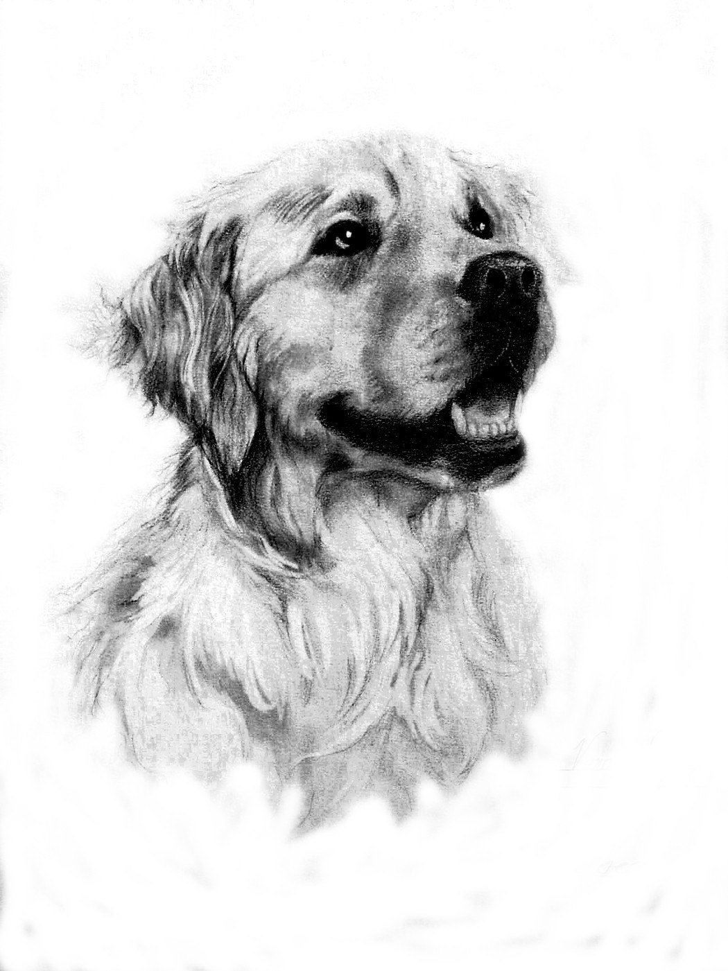 Golden Retriever Portrait 1