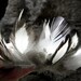 Real Rooster Feathers & Silver Laced Hen Feather Assortment Black White Feathers Real Bird Feathers Eco Plumes Real 30 @ 3" - 3.5" / 191358