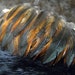 Natural Cruelty Free Feathers Brown Araucana Hen Hackles Loose Organic Furnace Feather Assortment Free Range Pastured Birds