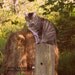 Organic Catnip Large Loose Leaf Cat Nip Grown on our Organic Family Farm Organic Healthy Feline Fun GMO Free