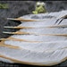 Organic Blue Laced Red Wyandotte Hen Wing Feather Assortment Golden Cream - Free Range Pasture Raised Birds