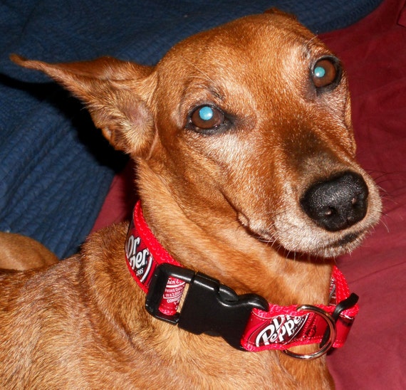 Dog Collar from Recycled Dr Pepper Soda Bottle Wrappers