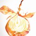 Onion Peeled - Original Watercolor Painting