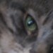 Talulacat